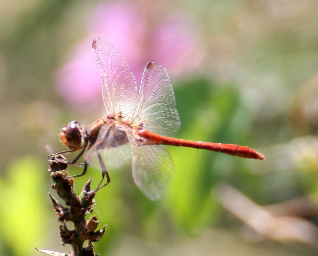 Sympetrum meridionale?  S !